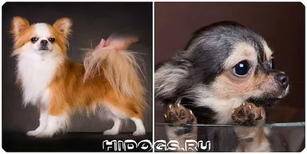 Numele pentru băieți câini chihuahua Numele pentru băieți câini chihuahua