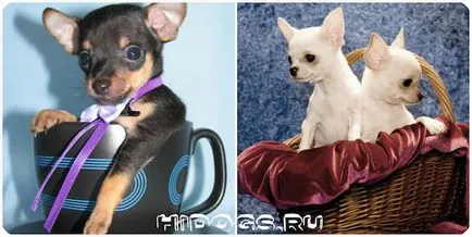 Numele pentru băieți câini chihuahua Numele pentru băieți câini chihuahua