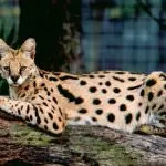Rasa de pisici Serval Rasa de pisici Serval