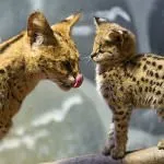 Rasa de pisici Serval Rasa de pisici Serval