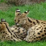 Rasa de pisici Serval Rasa de pisici Serval