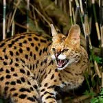 Rasa de pisici Serval Rasa de pisici Serval