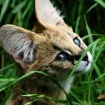 Rasa de pisici Serval Rasa de pisici Serval