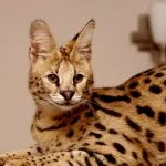 Rasa de pisici Serval Rasa de pisici Serval