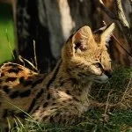 Rasa de pisici Serval Rasa de pisici Serval