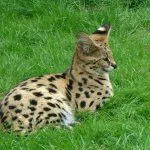 Rasa de pisici Serval Rasa de pisici Serval