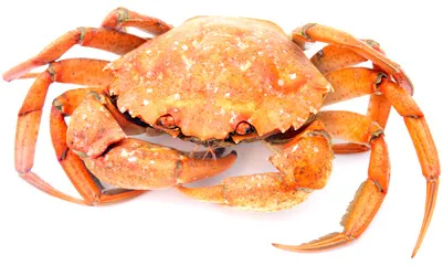 Furajul pe crabi