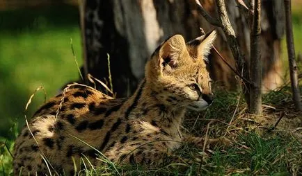 Rasa de pisici Serval Rasa de pisici Serval