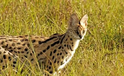 Rasa de pisici Serval Rasa de pisici Serval