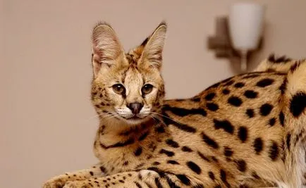 Rasa de pisici Serval Rasa de pisici Serval