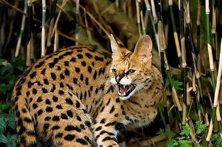 Rasa de pisici Serval Rasa de pisici Serval