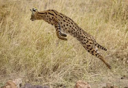 Rasa de pisici Serval Rasa de pisici Serval