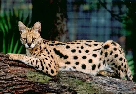 Rasa de pisici Serval Rasa de pisici Serval