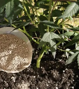Ce plante uree