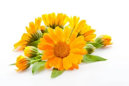 Calendula pentru a trata