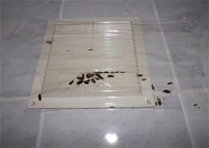 Ceea ce a apărut gândaci Ceea ce a apărut gândaci