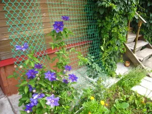 Cum sa faci un suport pentru Clematis Cum sa faci un suport pentru Clematis