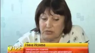 Din care gândacii de plante
