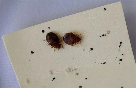 Din care gândacii de plante Din care gândacii de plante