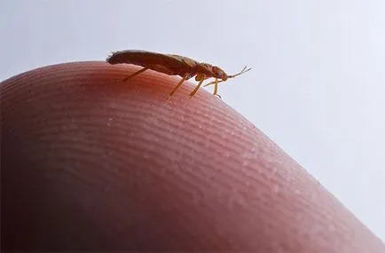 Din care gândacii de plante Din care gândacii de plante
