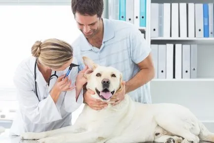 Ce este otita la câini Ce este otita la câini
