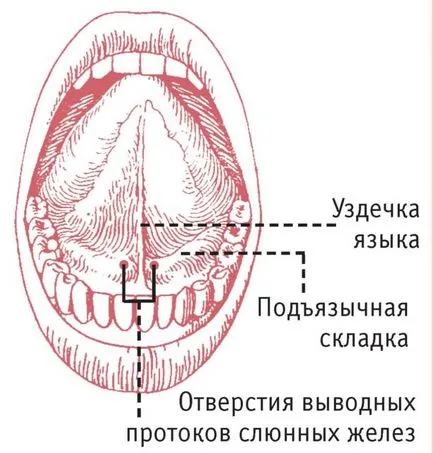 Limba ca corpul uman