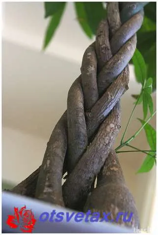 Cum se împletesc în mod corect ficus