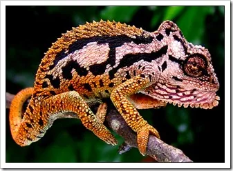 Ca un cameleon își schimbă culoarea