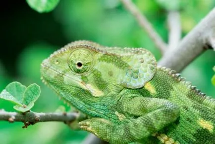 Ca un cameleon își schimbă culoarea, și de ce depinde