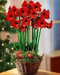 De ce nu infloreste Amaryllis