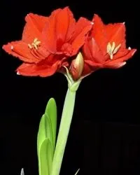 De ce nu infloreste Amaryllis