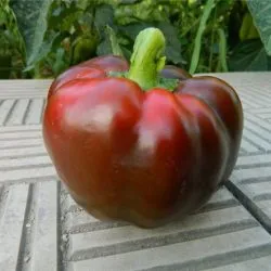 ratunda Pepper ce este
