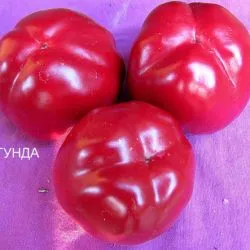 ratunda Pepper ce este