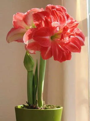 De ce nu infloreste Amaryllis De ce nu infloreste Amaryllis