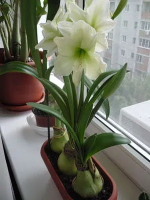 De ce nu infloreste Amaryllis De ce nu infloreste Amaryllis