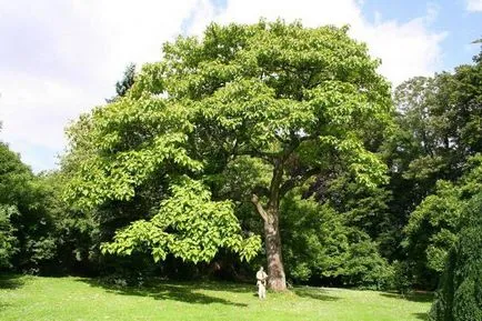 Cultivarea udare