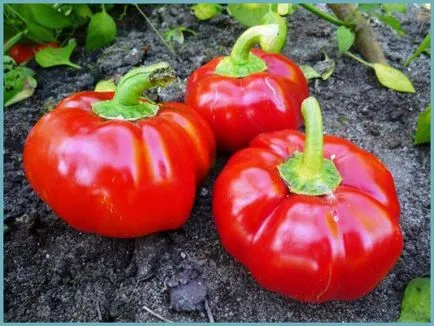 ratunda Pepper ce este
