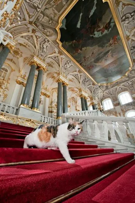 Kazan pisică Kazan pisică