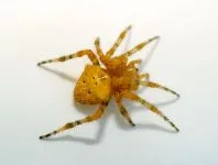 Paianjenii sunt ca insectele