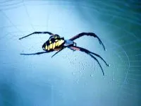 Paianjenii sunt ca insectele