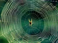Paianjenii sunt ca insectele