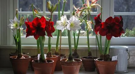 De ce nu infloreste Amaryllis