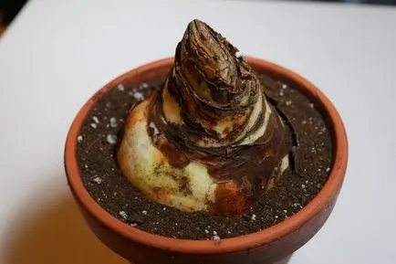 De ce nu infloreste Amaryllis