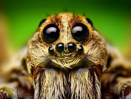 Paianjenii sunt ca insectele Paianjenii sunt ca insectele