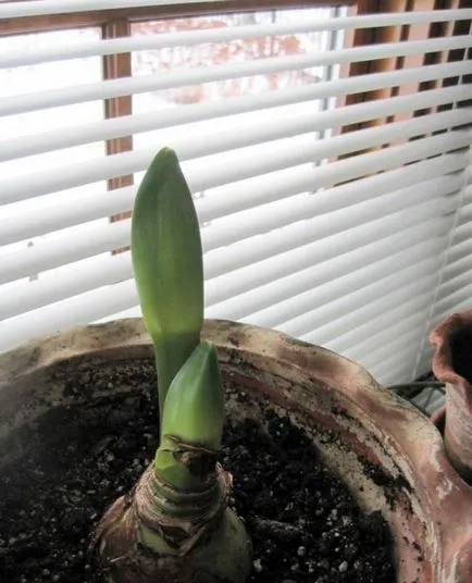 De ce nu infloreste Amaryllis