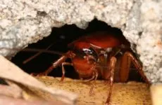 Ceea ce a apărut gândaci Ceea ce a apărut gândaci