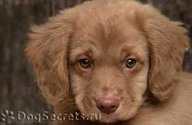 Ce diaree câine