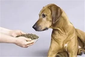 Ce diaree câine Ce diaree câine