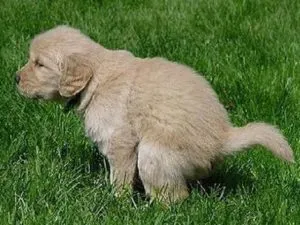Ce diaree câine Ce diaree câine