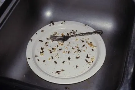 Ceea ce a apărut gândaci Ceea ce a apărut gândaci